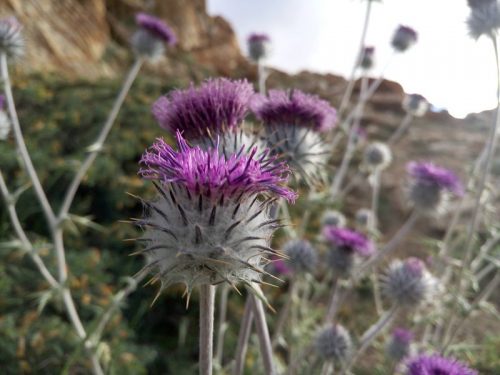 Flowers-Himalaya