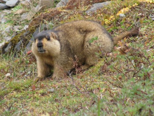 Himalayan_Marmot33