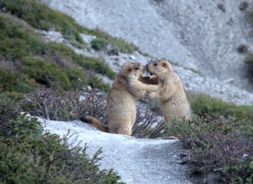 marmots