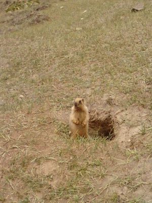 Himalayan_Marmot22